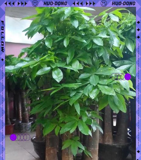 哪种花象征着财富和招财？