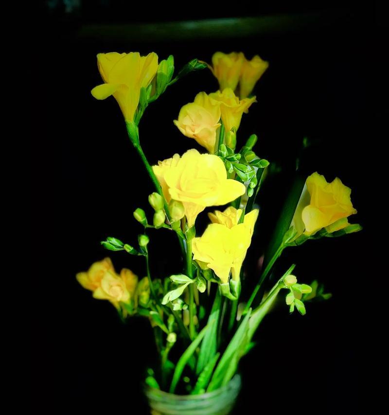香雪兰花不同颜色的花语分别是什么？