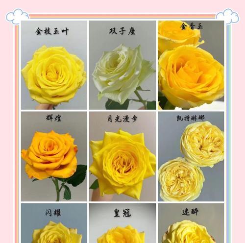 黄玫瑰的花语通常如何解释？