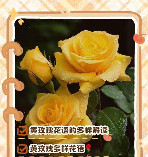 黄玫瑰的花语通常如何解释？