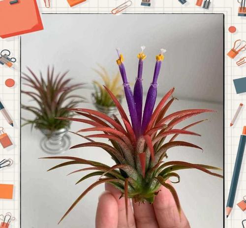 菠萝花的花语及其寓意是什么？