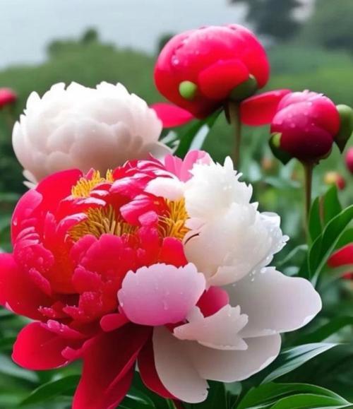 哪种花的花语代表吉祥？