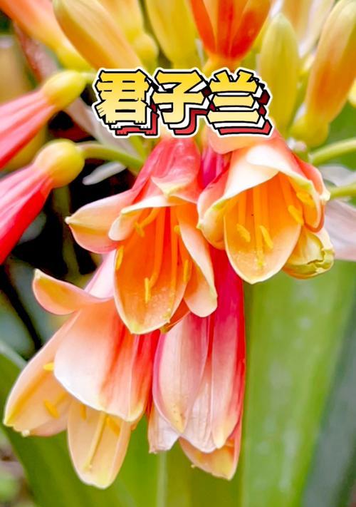 哪种花的花语代表吉祥？