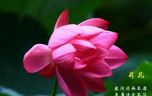 荷花有哪些种类？各自的花语是什么？