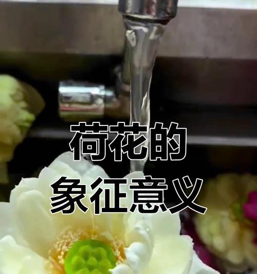 荷花有哪些种类？各自的花语是什么？
