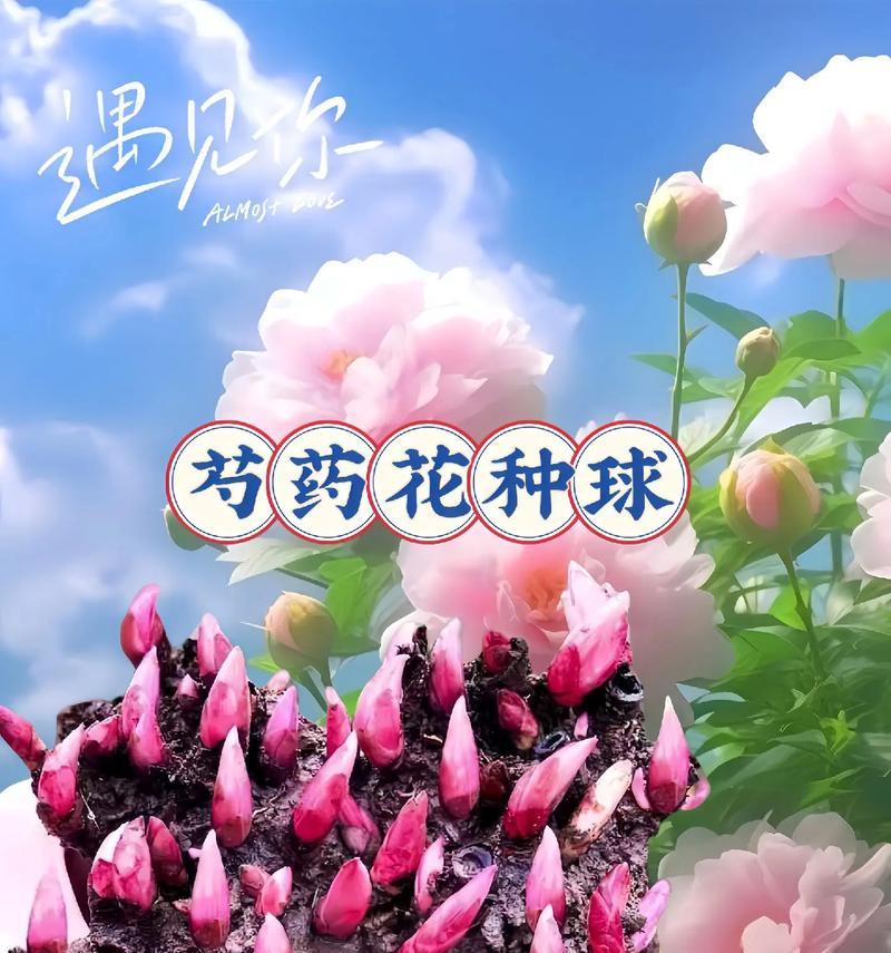 哪种花代表着愿望？它的花语有何深意？