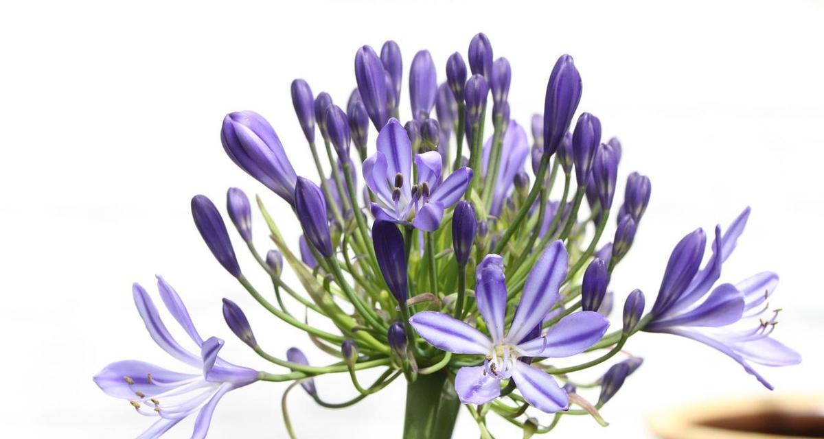 哪种花代表着愿望？它的花语有何深意？