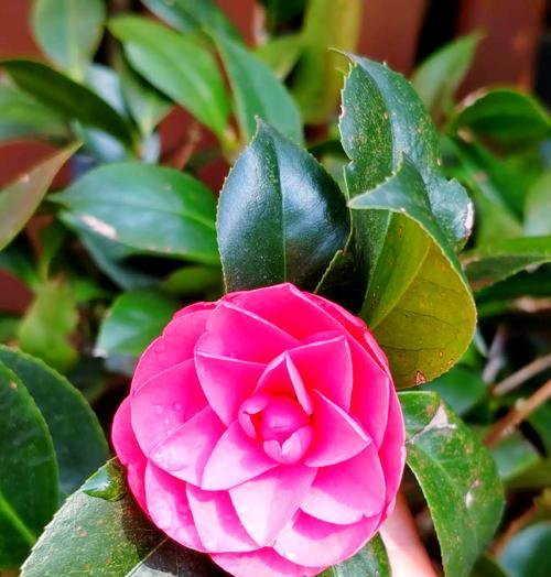冬天盛开的花有哪些？它们各自的花语是什么？