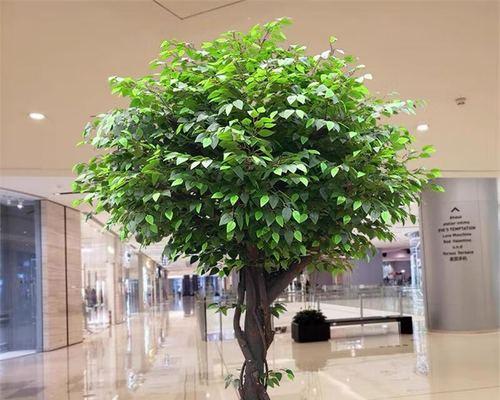 榕树的花语是什么意思？它有哪些深层含义？