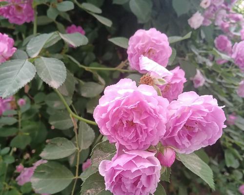 野蔷薇的花语代表了什么？它与姐妹情有何关联？