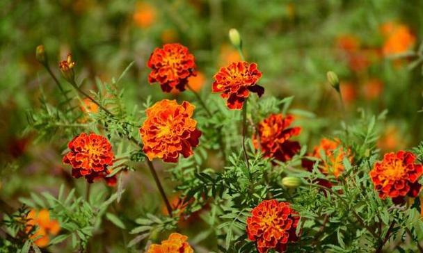 孔雀草花语是什么？它含有毒性吗？