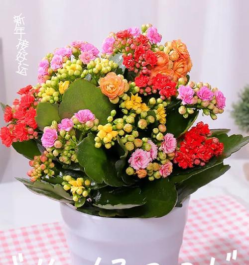 长寿花的花语和寓意是什么？