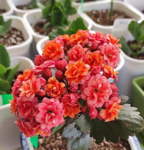 长寿花的花语和寓意是什么？