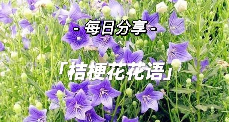 送花的花语是什么？为什么要送这些花？