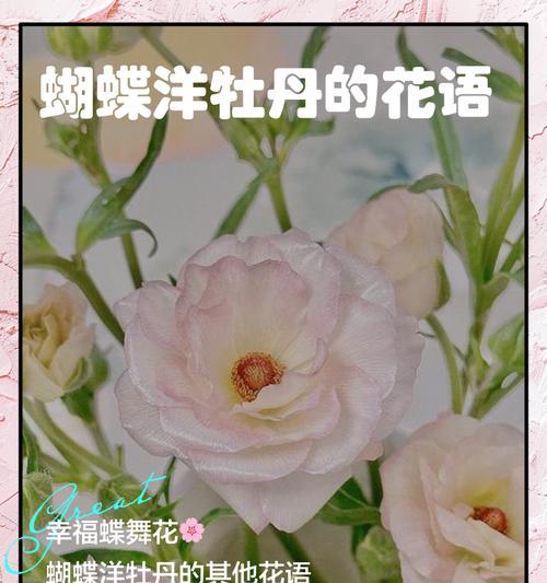 白色洋牡丹花语是什么？代表什么？