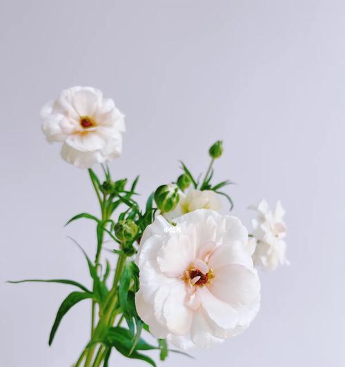 白色洋牡丹花语是什么？代表什么？