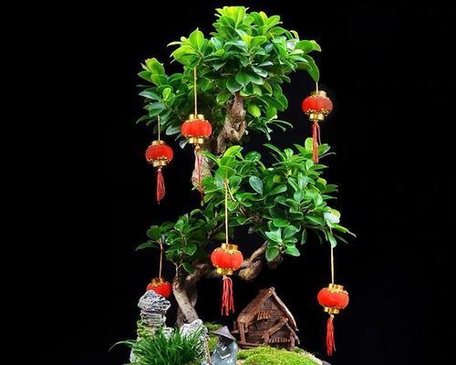 人参树的花语有何深意？