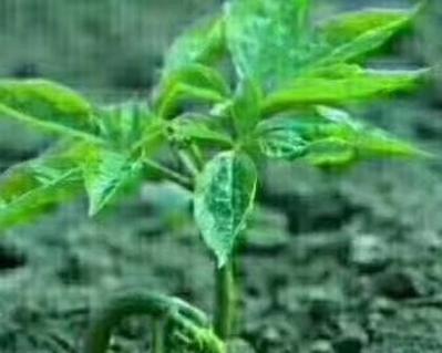 人参树的花语有何深意？