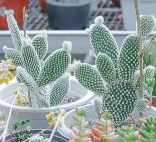黄毛掌的花语是什么？它象征着什么？