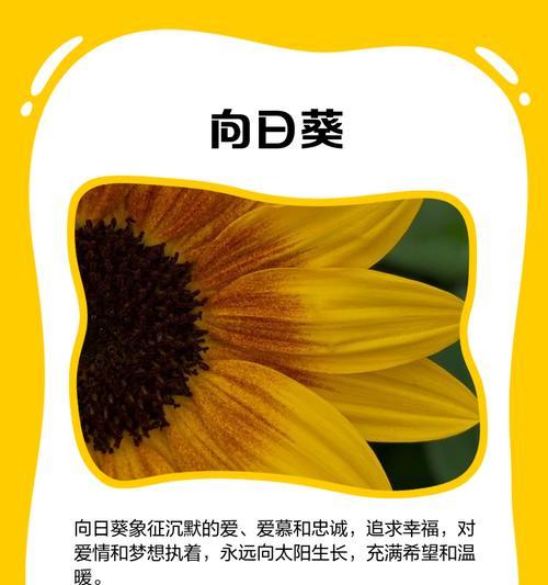 每种花的花语都有什么故事？花语大全解析！