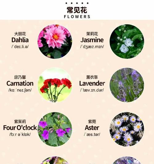 星美人的花语是什么？星美人寓意有何特别？