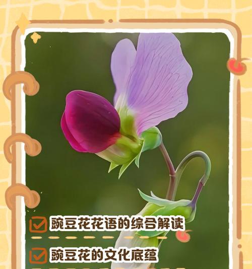 星美人的花语是什么？星美人寓意有何特别？