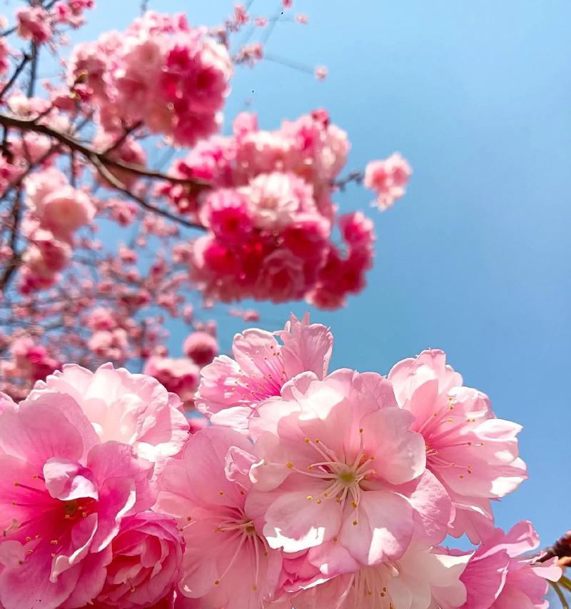 樱花的花语寓意是什么？樱花代表了哪些情感？