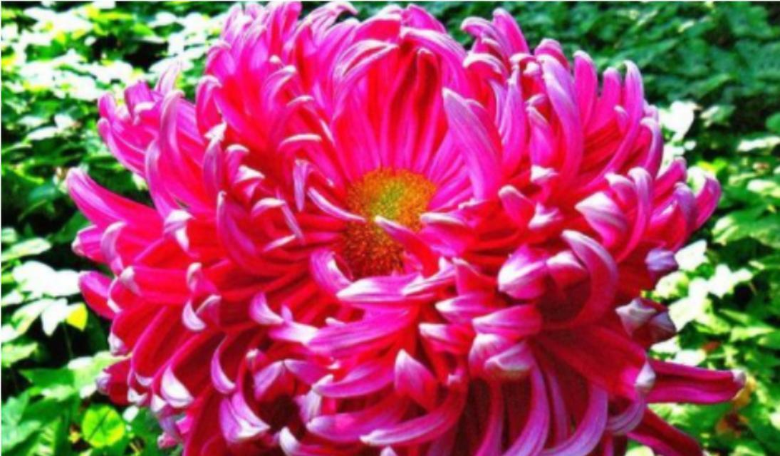 蜀菊花的寓意是什么？蜀菊花的花语有何特别之处？