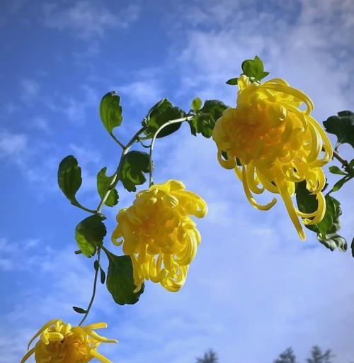 蜀菊花的寓意是什么？蜀菊花的花语有何特别之处？