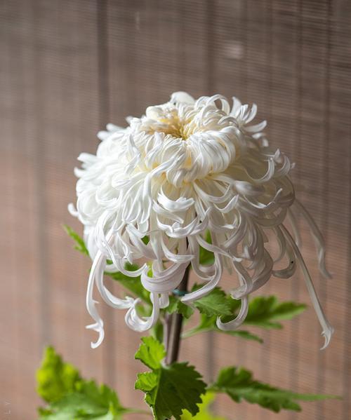 蜀菊花的寓意是什么？蜀菊花的花语有何特别之处？