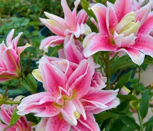 哪个花卉的花语代表恋人？恋人花语的花卉有哪些？