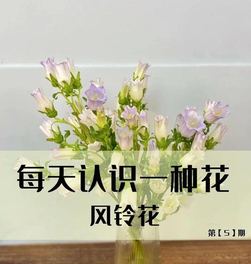 凤梨花的花语有哪些？它背后有哪些动人的传说？