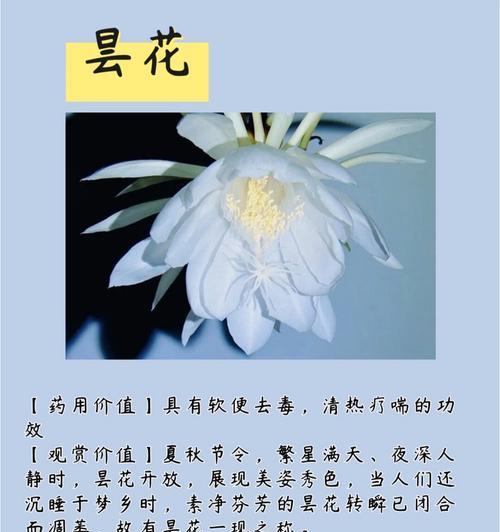 花的象征意义有哪些？花的花语和诗句如何表达？