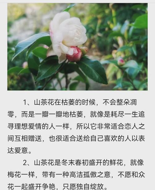 花的象征意义有哪些？花的花语和诗句如何表达？
