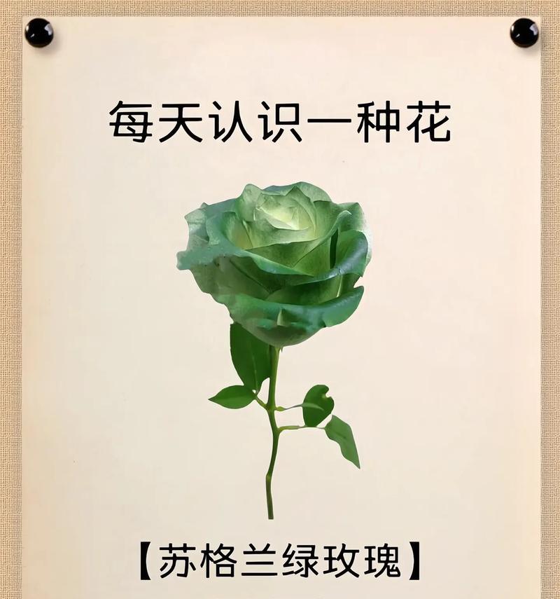 蓝亚麻花语是什么？它背后有哪些传说故事？
