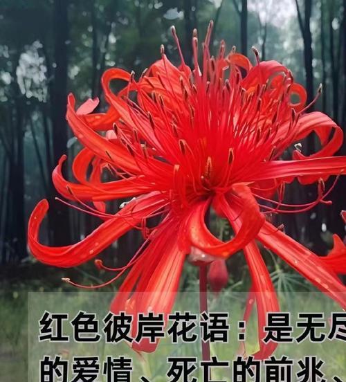 哪些花的花语与生命有关？它们的含义是什么？