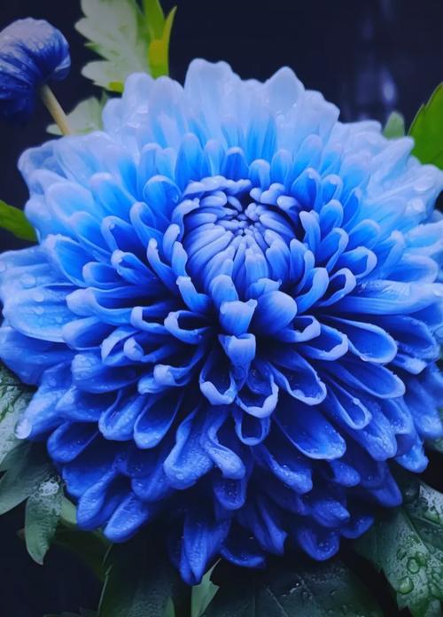 黄牡丹菊花语代表了什么？