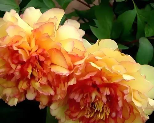 黄牡丹菊花语代表了什么？