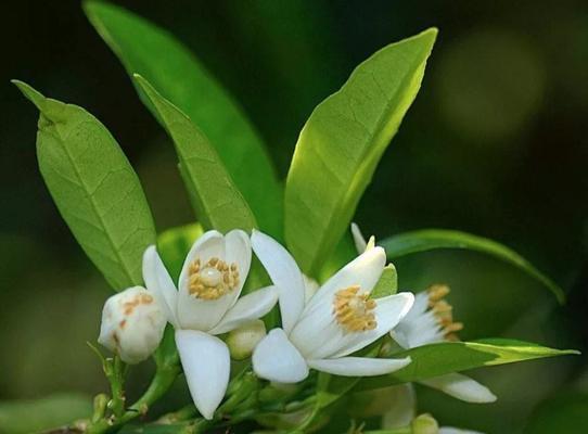橙子花的花语寓意是什么？
