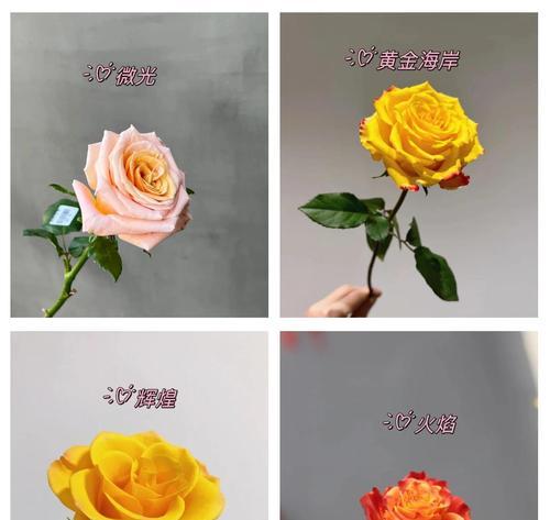 橙子花的花语寓意是什么？