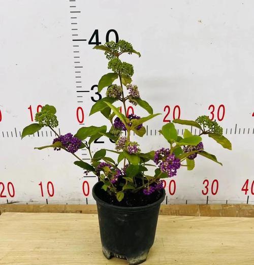 紫珠花的花语代表了什么？