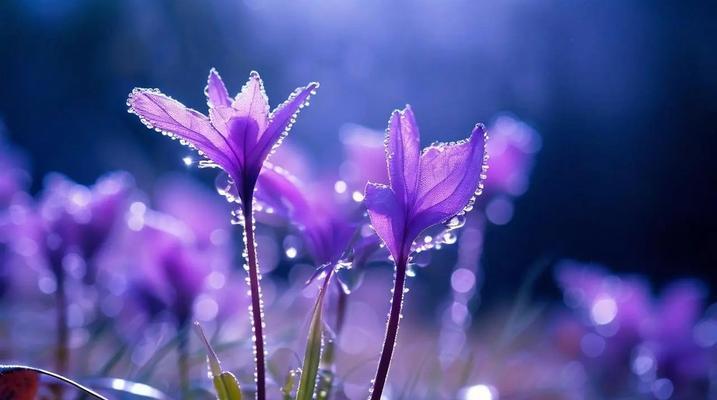紫珠花的花语代表了什么？
