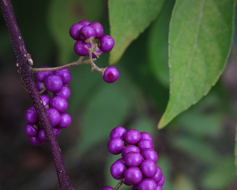 紫珠花的花语代表了什么？