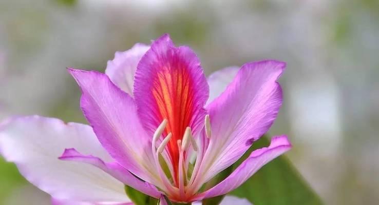 金钟花的花语有何含义？