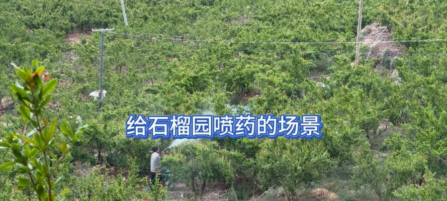 石榴种子播种的正确步骤是什么？