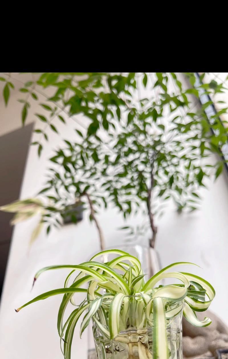 南天竹属于哪一类灌木植物？