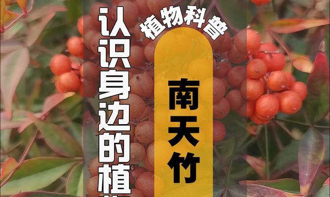 南天竹属于哪一类灌木植物？