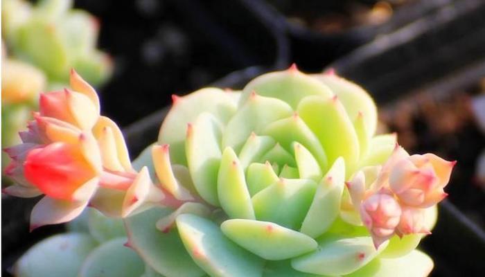静夜多肉的养护技巧有哪些？如何保持其美观状态？