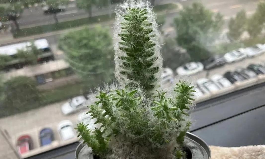 长仙人球有哪些品种？长仙人球品种的特点是什么？