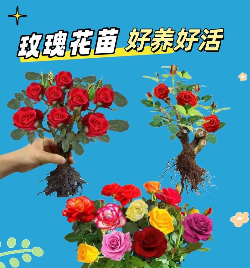 牡丹移盆的最佳时间和方法是什么？